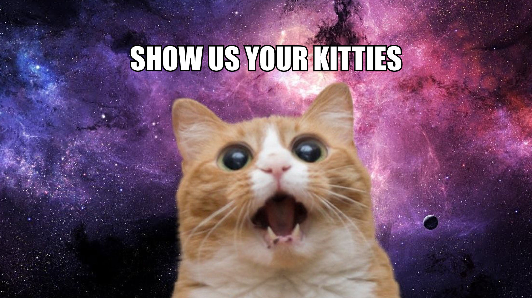 Welcome To The Kitten State