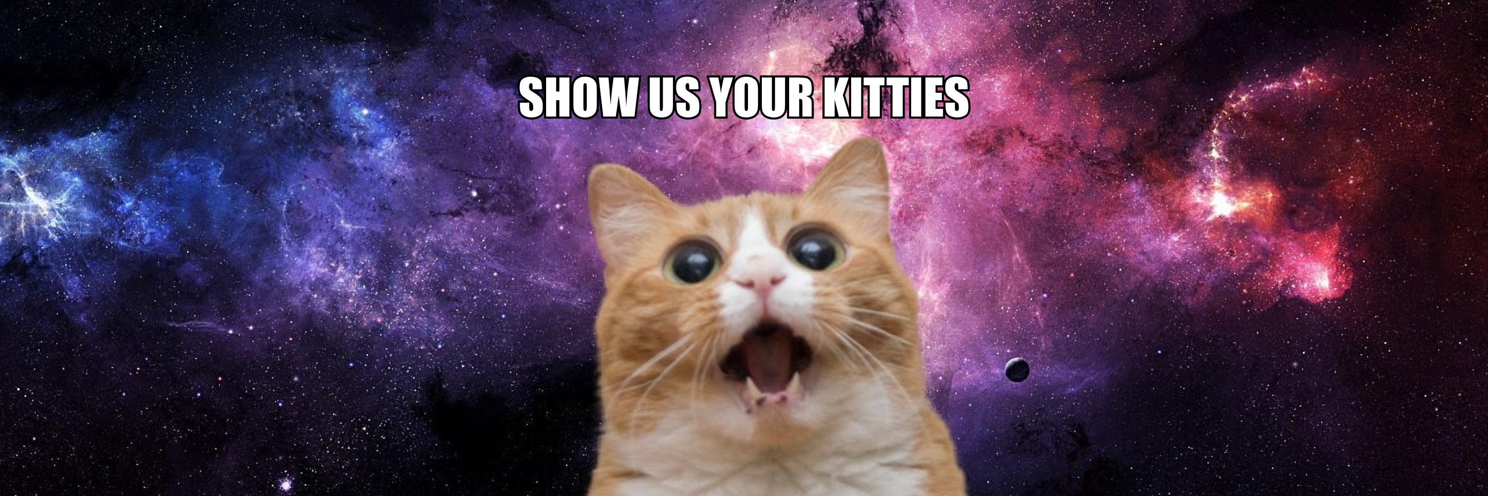 Welcome To The Kitten State