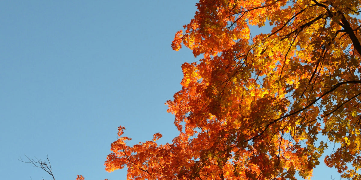 Fall – The Mitten State
